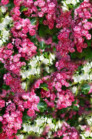 花朵印花华亿平台图片