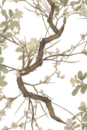 根茎印花华亿平台图片