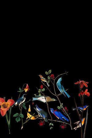 D&G印花华亿平台图片