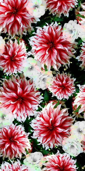 花朵印花华亿平台图片