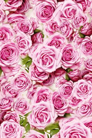 玫瑰印花华亿平台图片