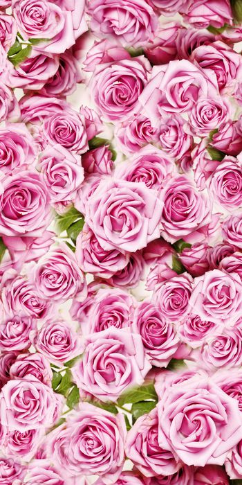 玫瑰印花华亿平台图片