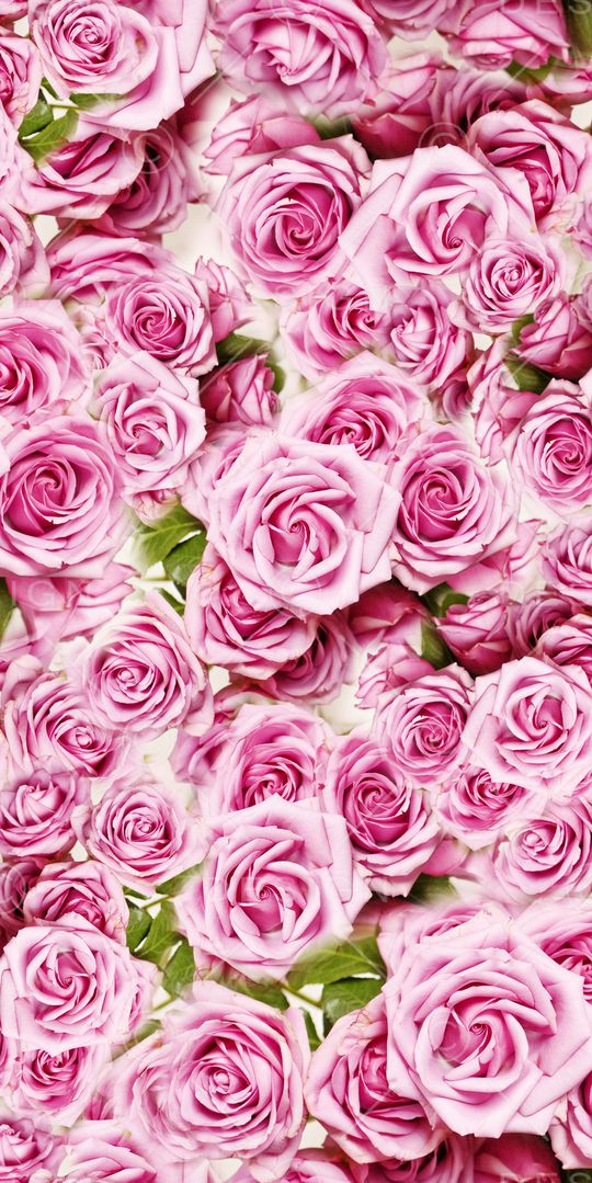 玫瑰印花华亿平台图片