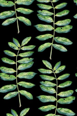 天堂鸟花印花华亿平台图片