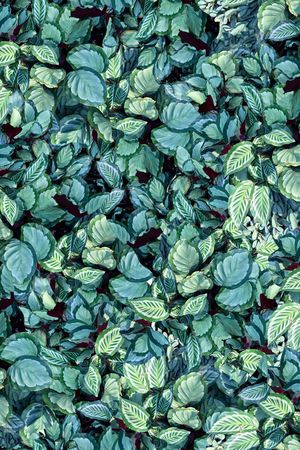 叶子印花华亿平台图片