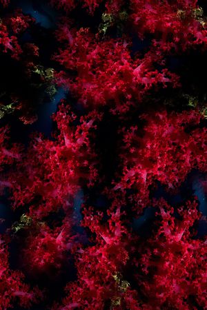 珊瑚印花华亿平台图片