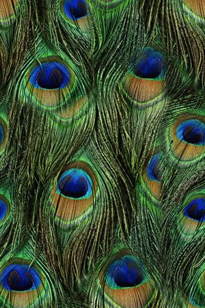 洋阳---动物纹印花华亿平台图片