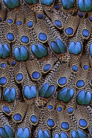 洋阳---动物纹印花华亿平台图片