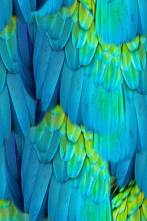 洋阳---动物纹印花华亿平台图片