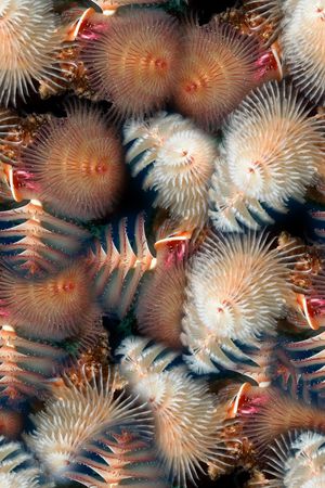 海洋印花华亿平台图片