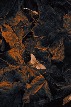 枫叶印花华亿平台图片