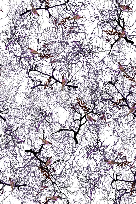 花鸟印花华亿平台图片