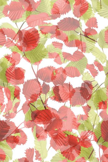 898375-20170718 树叶变幻-1