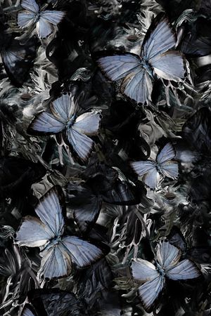 蝴蝶印花华亿平台图片