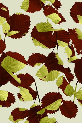 899069-20170719 切割树叶-3