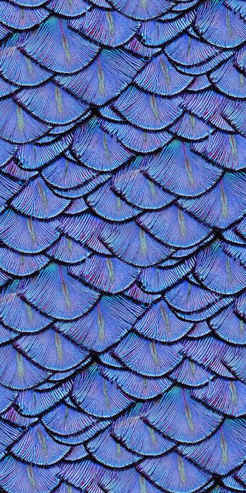 黑白条纹印花华亿平台图片