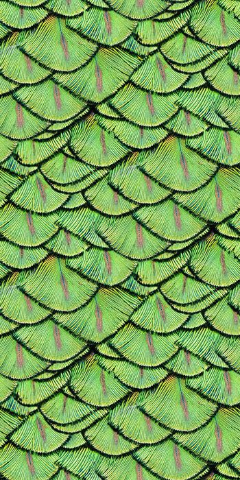 899325-30炫彩羽毛-B