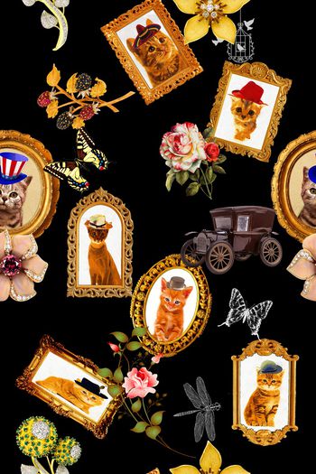 899776-画框中的猫咪