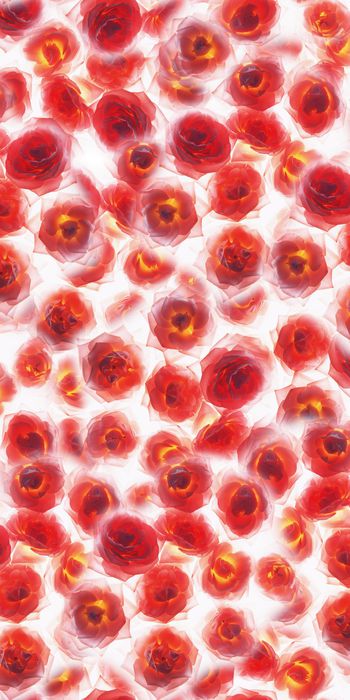 月季花印花华亿平台图片