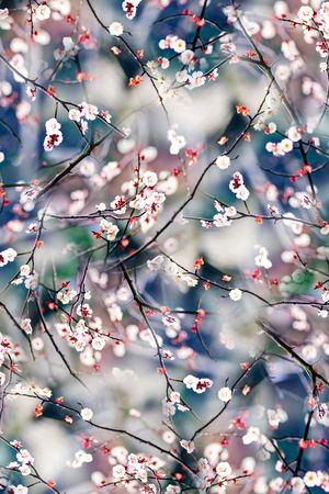 桃花印花华亿平台图片