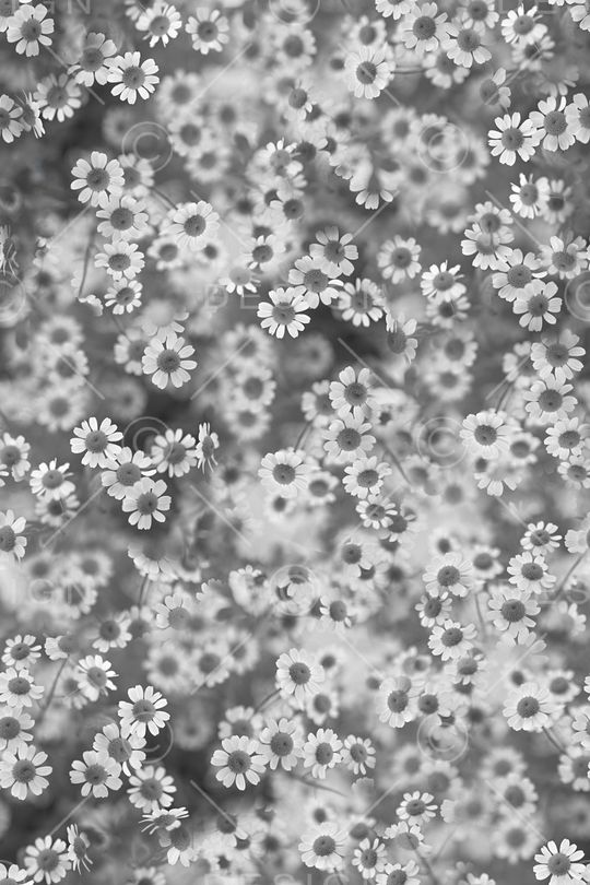 小雏菊印花华亿平台图片