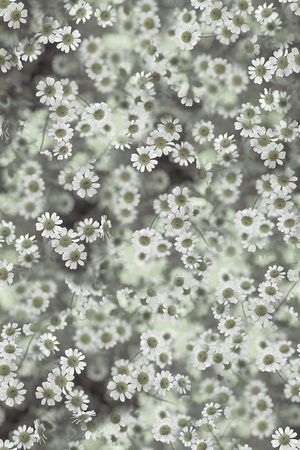 小雏菊印花华亿平台图片