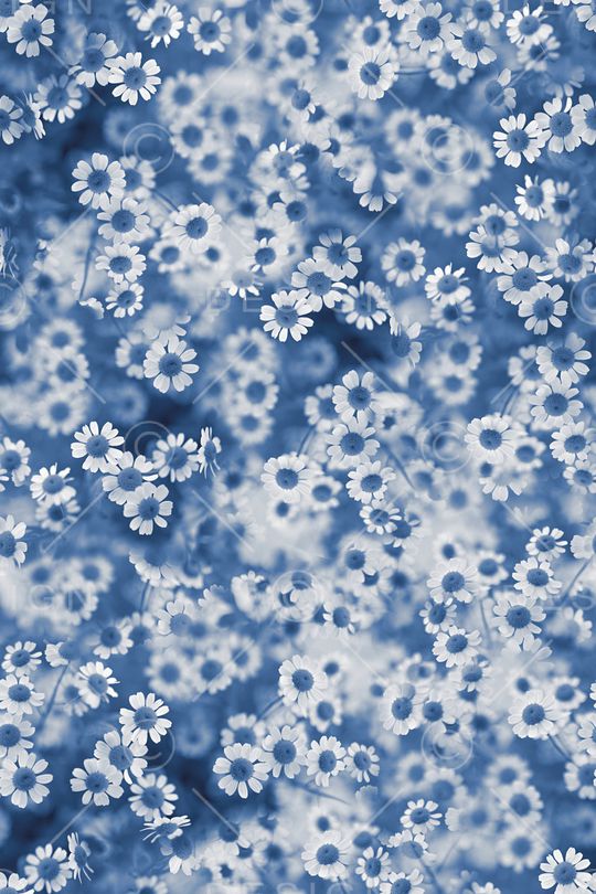 小雏菊印花华亿平台图片