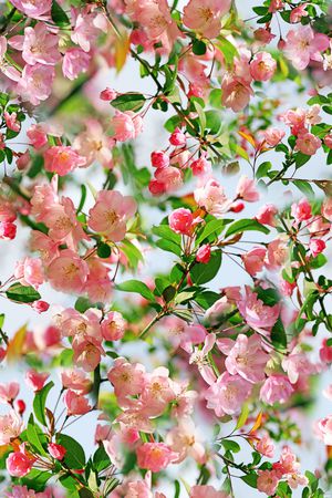 鲜花印花华亿平台图片