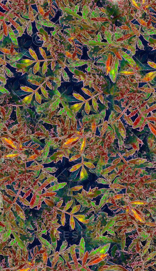 绿植树叶印花华亿平台图片