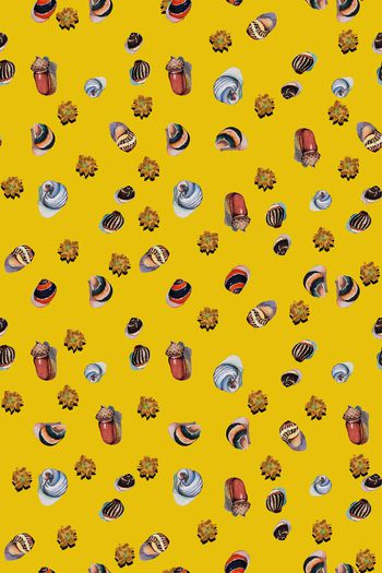 909180-贝壳花朵沙滩黄