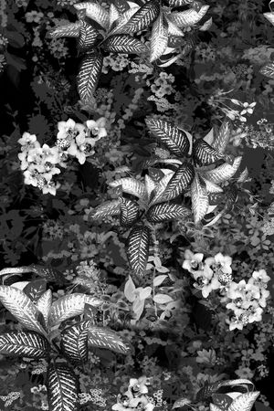 黑白印花华亿平台图片