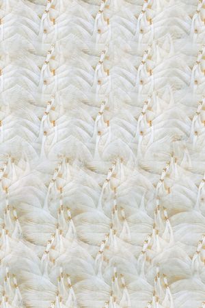 天鹅印花华亿平台图片