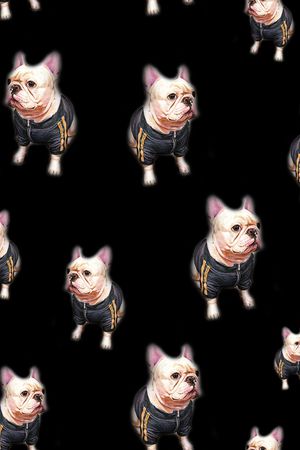 狗印花华亿平台图片