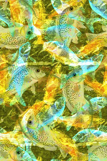 924575-20170828 fish 1