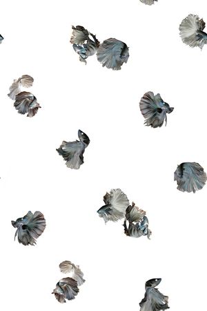 动物印花华亿平台图片