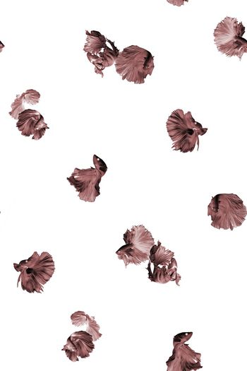 928128-白纱及身c