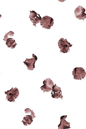 动物印花华亿平台图片