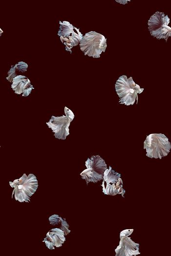 928129-白纱及身D