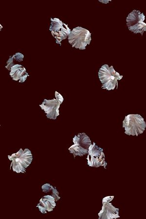 动物印花华亿平台图片