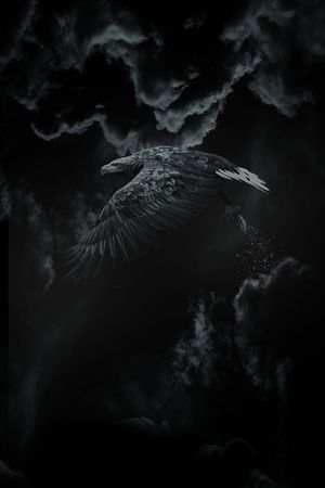 老鹰印花华亿平台图片