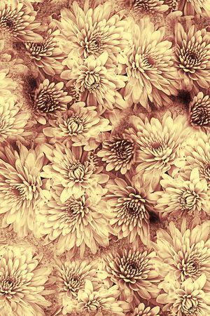 菊花印花华亿平台图片