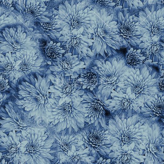 菊花印花华亿平台图片