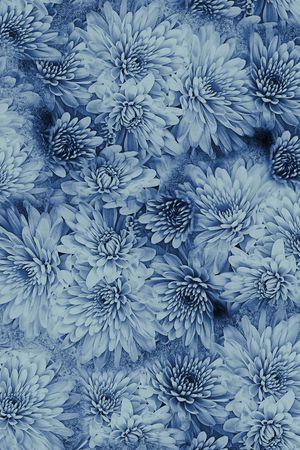 菊花印花华亿平台图片