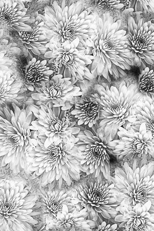 菊花印花华亿平台图片