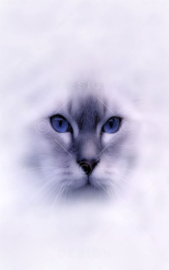 猫印花华亿平台图片