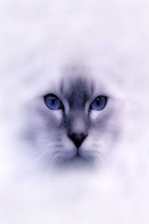 猫印花华亿平台图片