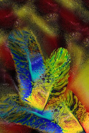 羽毛印花华亿平台图片