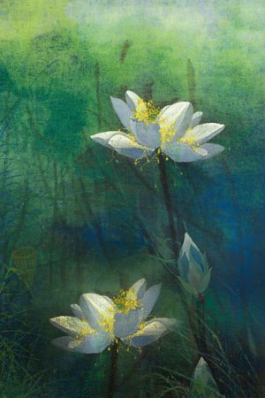 定位花印花华亿平台图片