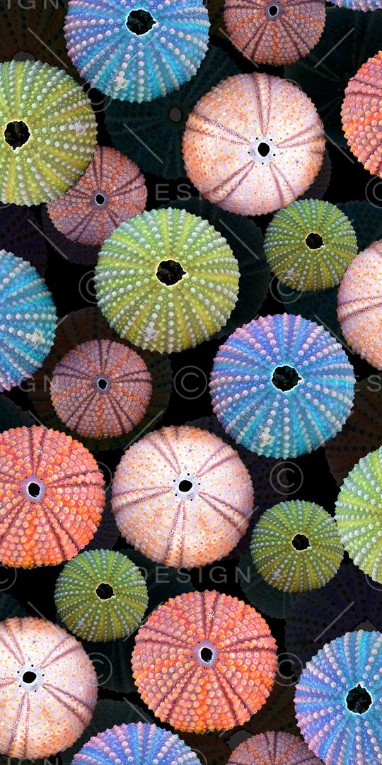 珊瑚印花华亿平台图片