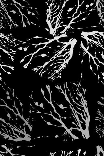 942840-171009-11608-nzzt